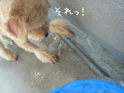 c0060920_1421768.jpg