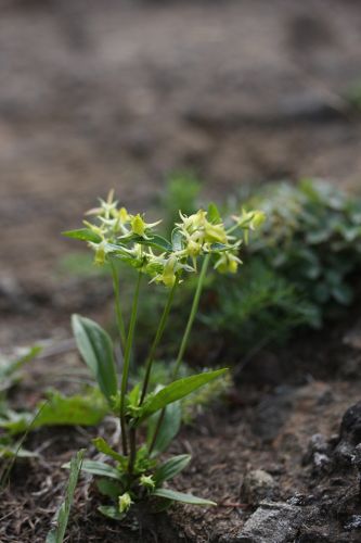 夏の花散歩１３　　ハナイカリ_a0040021_1961225.jpg