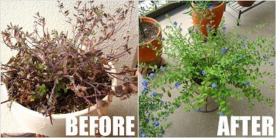 夏の植物 覚書き Remiの部屋