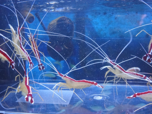 熱帯魚・海水魚・水草_f0189122_13845.jpg