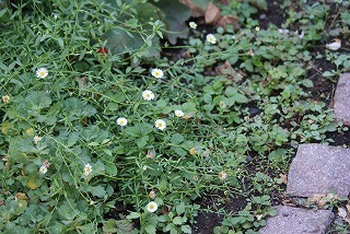 f0170524_20564070.jpg