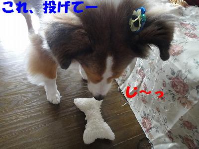 シャンプー日のお裁縫_e0195743_19323259.jpg