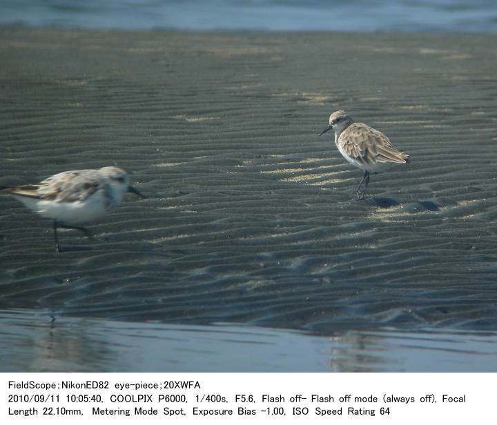 2010.9.11(1) ふなばし三番瀬海浜公園_c0062451_20492698.jpg