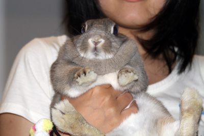 うさぎ_b0170353_1364690.jpg