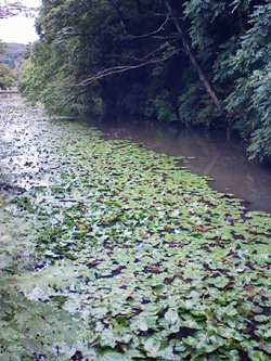 杜の都・仙台と川_f0197754_23174699.jpg