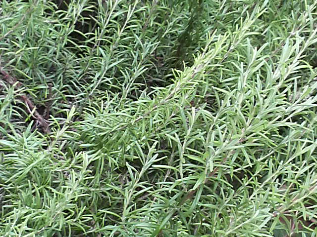 c0185356_9201023.jpg