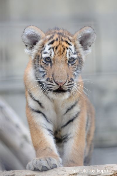 京都の子虎 動物園でお散歩 京都の子虎 動物園でお散歩