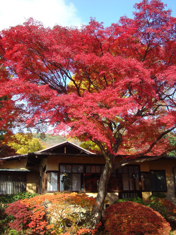 聴竹居 紅葉をめでる会_b0157960_23155599.jpg