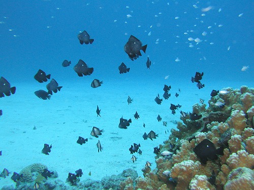 c0180460_0148100.jpg