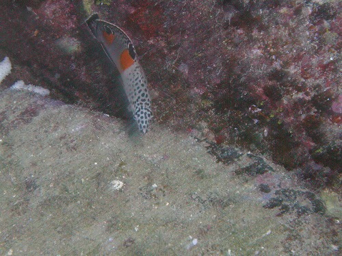 c0180460_035269.jpg