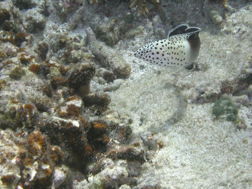 c0180460_0582.jpg