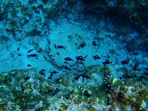 c0180460_115477.jpg