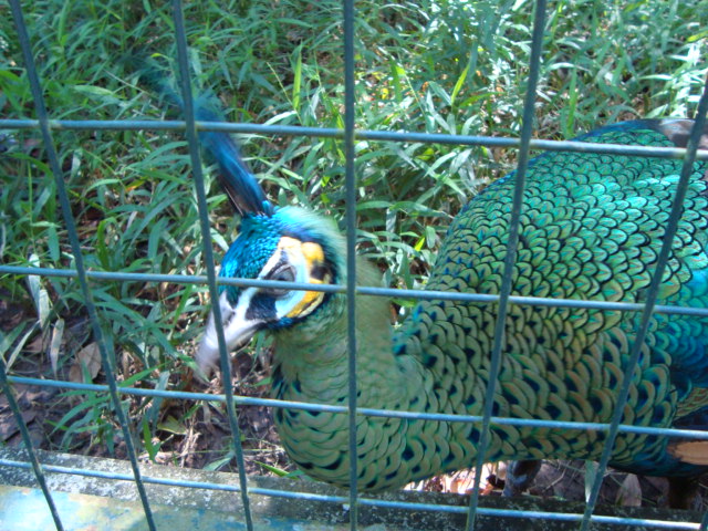 ボルネオ島へ行く。　⑱　～ゾウが揺れる動物園～_f0232060_22503614.jpg