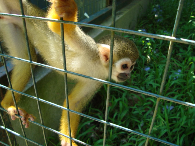 ボルネオ島へ行く。 ⑱ ~ゾウが揺れる動物園~_f0232060_2252777.jpg