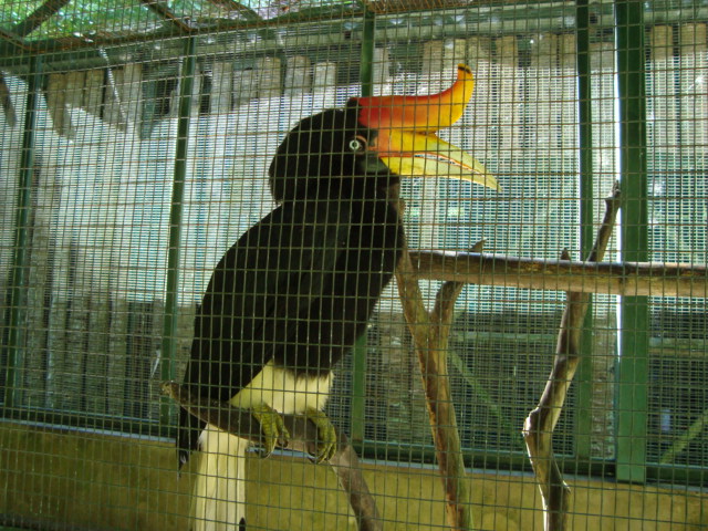 ボルネオ島へ行く。　⑱　～ゾウが揺れる動物園～_f0232060_22563928.jpg