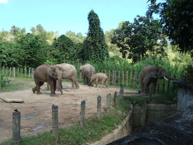 ボルネオ島へ行く。 ⑱ ~ゾウが揺れる動物園~_f0232060_2304761.jpg