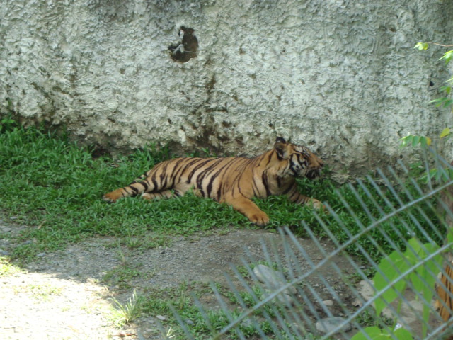 ボルネオ島へ行く。 ⑱ ~ゾウが揺れる動物園~_f0232060_23102887.jpg