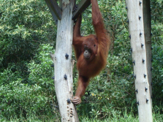 ボルネオ島へ行く。 ⑱ ~ゾウが揺れる動物園~_f0232060_23121875.jpg