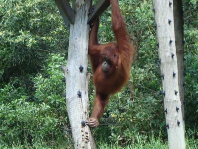 ボルネオ島へ行く。　⑱　～ゾウが揺れる動物園～_f0232060_23121875.jpg