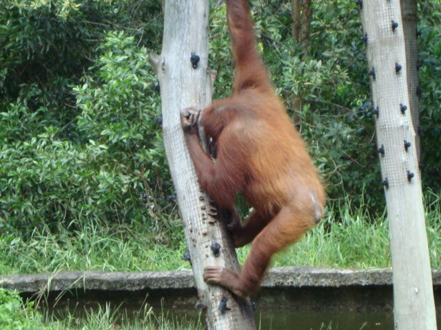 ボルネオ島へ行く。 ⑱ ~ゾウが揺れる動物園~_f0232060_23153035.jpg