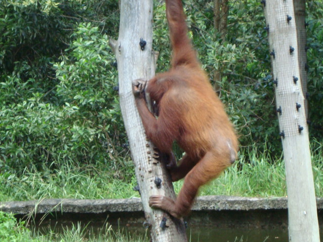 ボルネオ島へ行く。　⑱　～ゾウが揺れる動物園～_f0232060_23153035.jpg