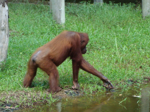 ボルネオ島へ行く。 ⑱ ~ゾウが揺れる動物園~_f0232060_23161793.jpg