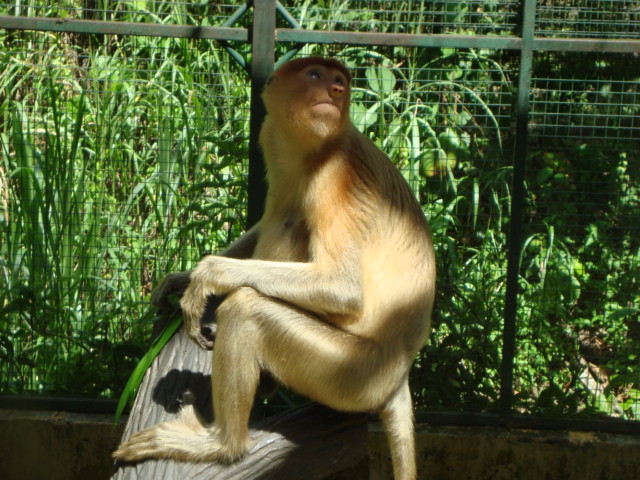 ボルネオ島へ行く。　⑱　～ゾウが揺れる動物園～_f0232060_23264928.jpg