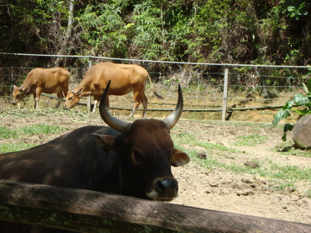 ボルネオ島へ行く。 ⑱ ~ゾウが揺れる動物園~_f0232060_23284874.jpg