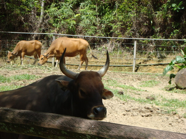 ボルネオ島へ行く。　⑱　～ゾウが揺れる動物園～_f0232060_23284874.jpg