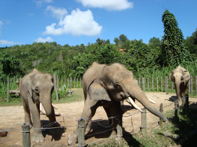 ボルネオ島へ行く。　⑱　～ゾウが揺れる動物園～_f0232060_233137.jpg