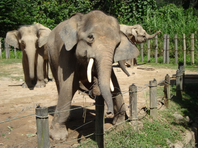 ボルネオ島へ行く。　⑱　～ゾウが揺れる動物園～_f0232060_2354097.jpg