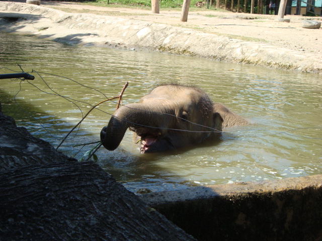 ボルネオ島へ行く。 ⑱ ~ゾウが揺れる動物園~_f0232060_2373589.jpg