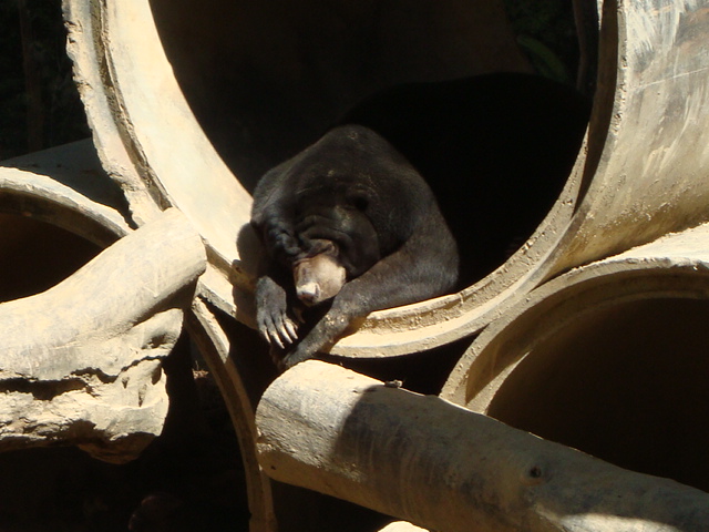 ボルネオ島へ行く。　⑱　～ゾウが揺れる動物園～_f0232060_2384511.jpg