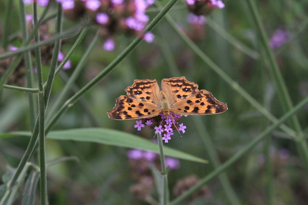 初秋のぐんま昆虫の森探蝶記その２　スミナガシなど。　2010.9.12群馬県_a0146869_6384181.jpg