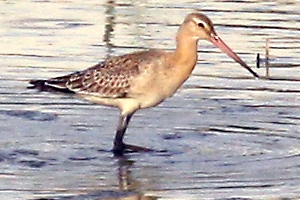 ★先週末の鳥類園(2010.9.11~12)_e0046474_2052230.jpg