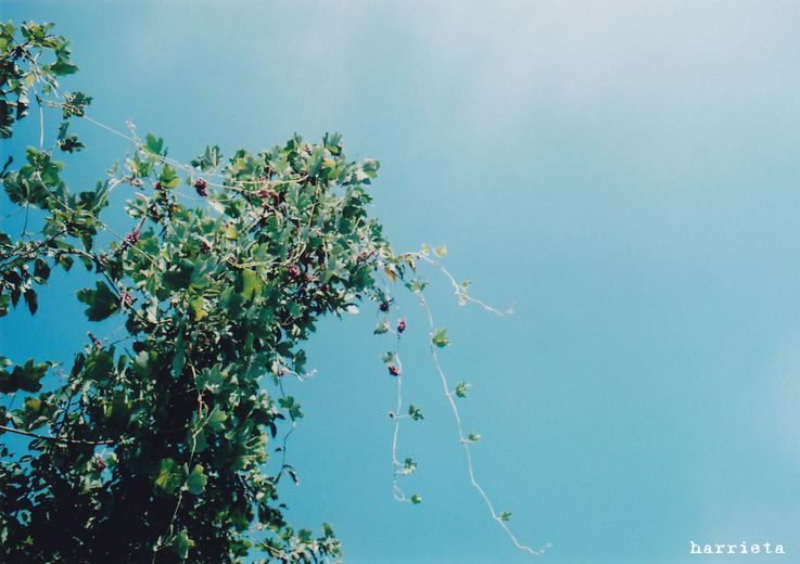 さわやかな、空_c0152690_10141621.jpg