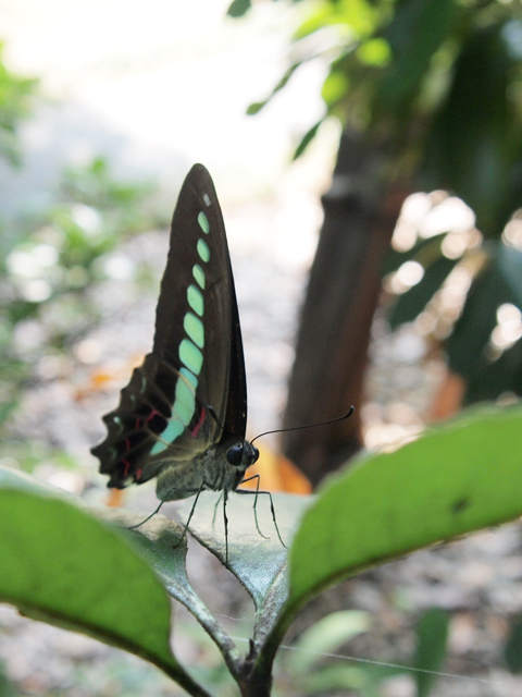 アオスジアゲハの幼虫みつけた かわいいっ 90 Papillon 蝶の写真を撮っています