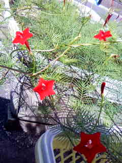 c0037701_23521992.jpg