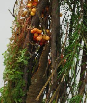 c0098807_1551464.jpg