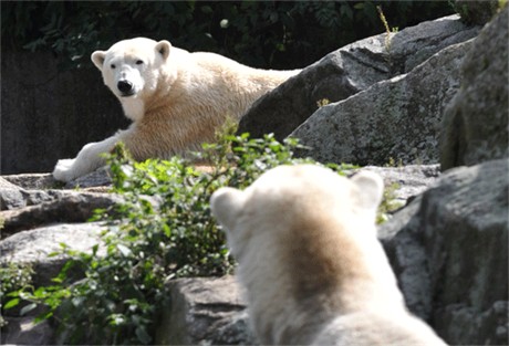 ベルリン動物園のクヌート、彼を育児放棄した母トスカと4年後の初対面!_a0151913_14263531.jpg