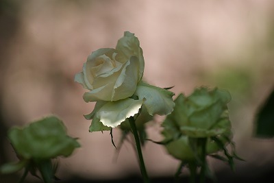 f0170524_12115247.jpg