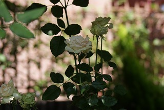 f0170524_1212120.jpg
