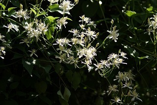 f0170524_1219114.jpg