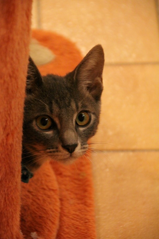 山梨県中巨摩郡国母 猫カフェ Hako Bu Neco 新 間違いだらけの猫カフェ選び 山梨県中巨摩郡国母 猫カフェ Hako Bu Neco 新 間違いだらけの猫カフェ選び