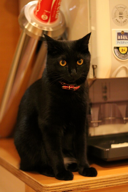 山梨県中巨摩郡国母 猫カフェ Hako Bu Neco 新 間違いだらけの猫カフェ選び 山梨県中巨摩郡国母 猫カフェ Hako Bu Neco 新 間違いだらけの猫カフェ選び