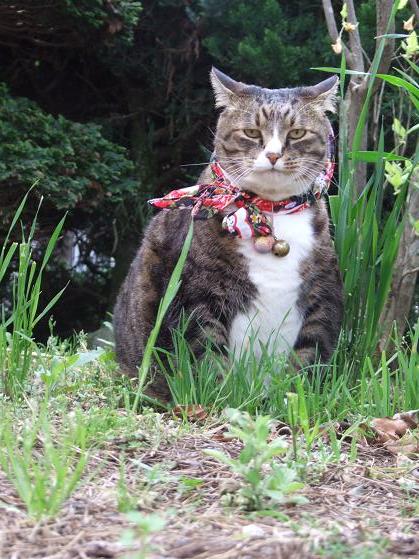 猫草_b0089338_22372348.jpg