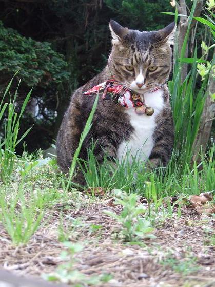 猫草_b0089338_2237291.jpg