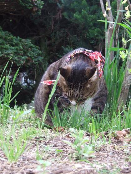 猫草_b0089338_22373492.jpg