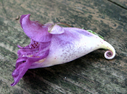 c0179351_2010185.jpg