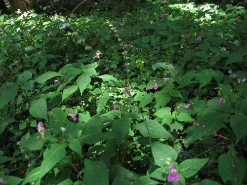c0179351_2015613.jpg